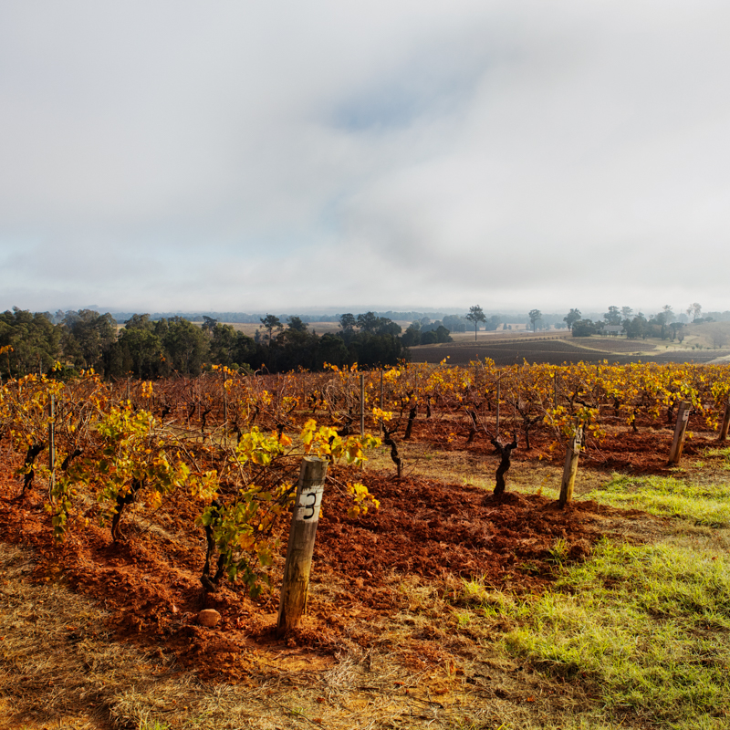 Tyrrells Wines   Winter Vines 2016 1 LORES 72dpi